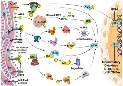 Crosstalk Between ER Stress, Autophagy and Inflammation